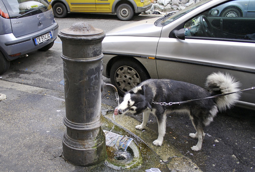 drinking-dog.jpg