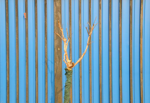 blue-fence4.jpg